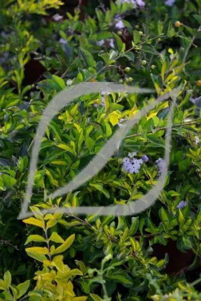 Duranta erecta 'Variegata'