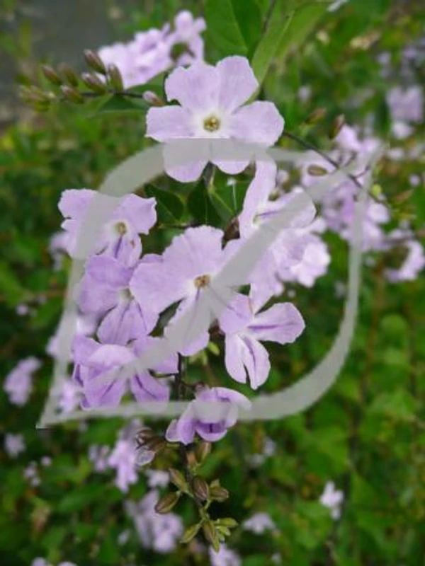 Duranta erecta