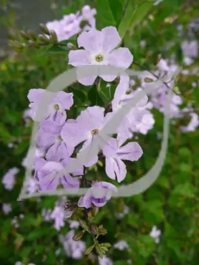 Duranta erecta