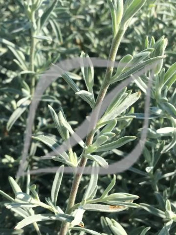 Epilobium canum subsp. latifolium