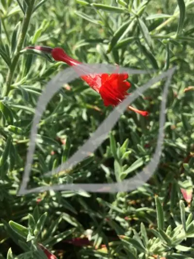 Epilobium canum