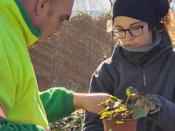 Equipo trabajando con plantas en el invernadero