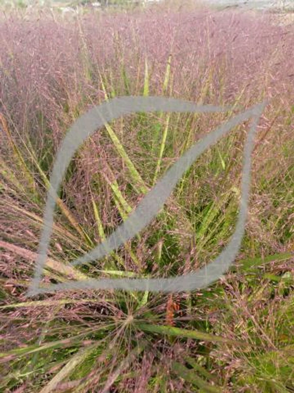 Eragrostis spectabilis