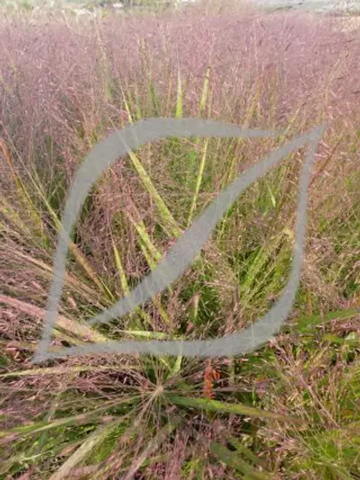 Eragrostis spectabilis