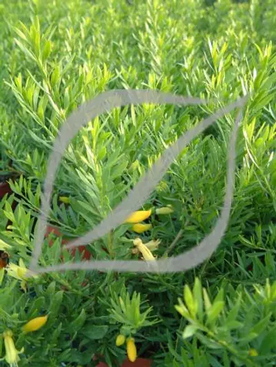 Eremophila maculata 'Aurea'