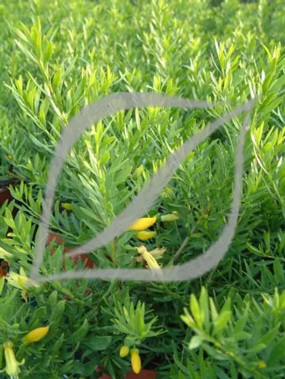 Eremophila maculata 'Aurea'