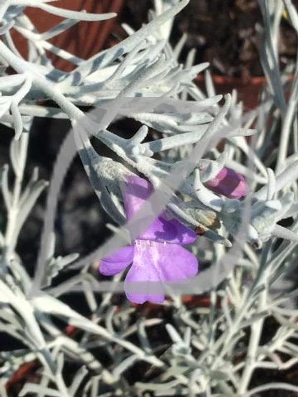 Eremophila nivea