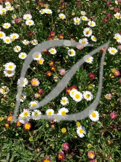 Erigeron karvinskianus