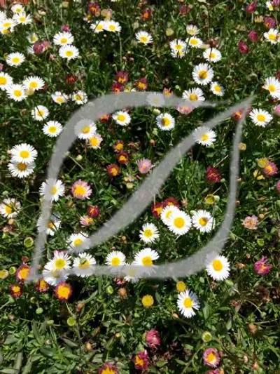 Erigeron karvinskianus