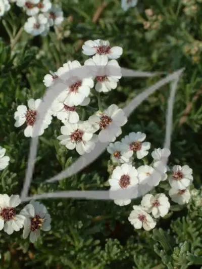 Eriocephalus africanus 'Carl Faust'