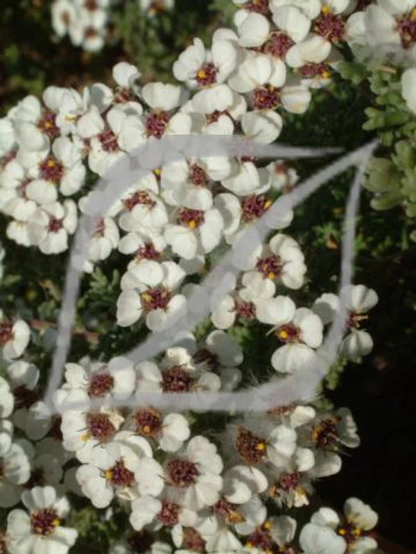 Eriocephalus africanus