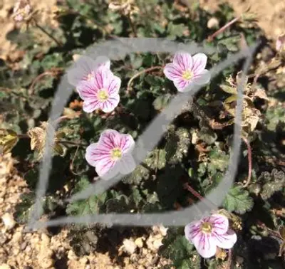 Erodium x variabile 'Roseum'