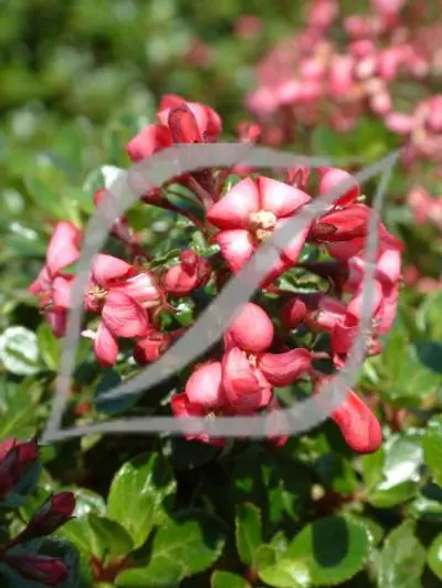 Escallonia 'Red Dream'
