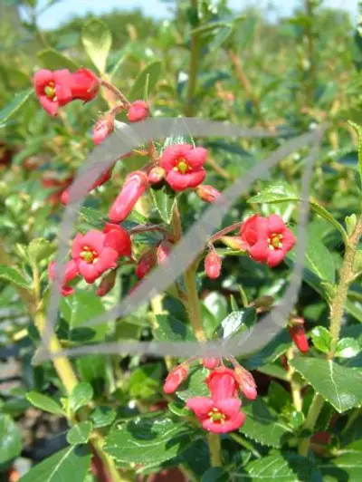 Escallonia rubra var. macrantha