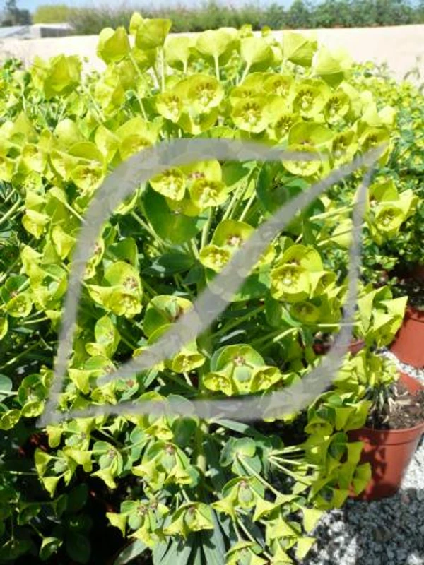 Euphorbia characias subsp. wulfenii