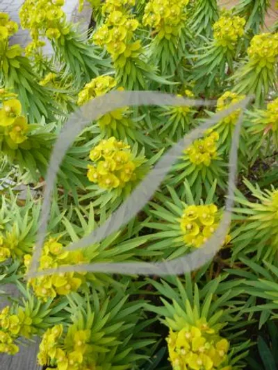 Euphorbia dendroides