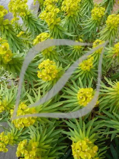 Euphorbia dendroides
