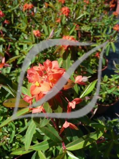 Euphorbia griffithii 'Fireglow'