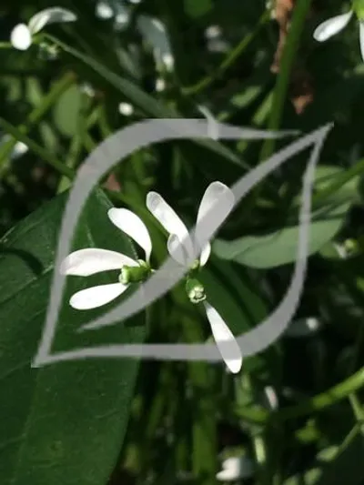 Euphorbia hypericifolia