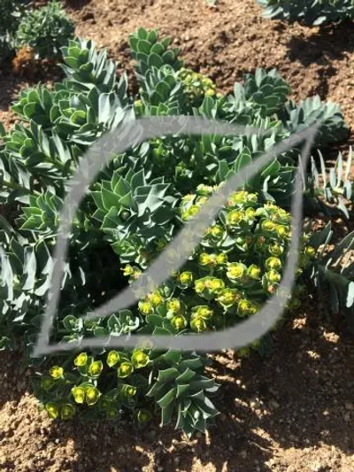 Euphorbia myrsinites