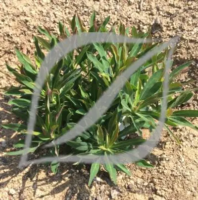 Euphorbia x martinii