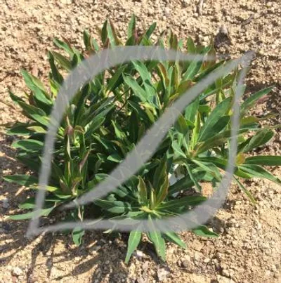 Euphorbia x martinii