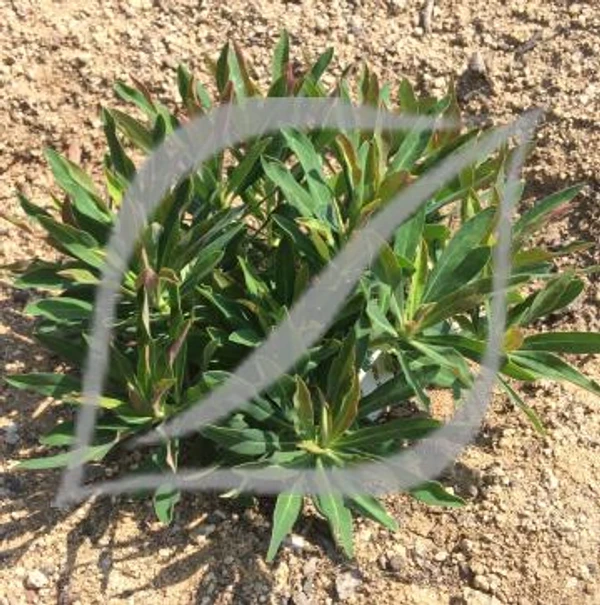 Euphorbia x martinii