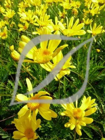 Euryops pectinatus 'Virides'