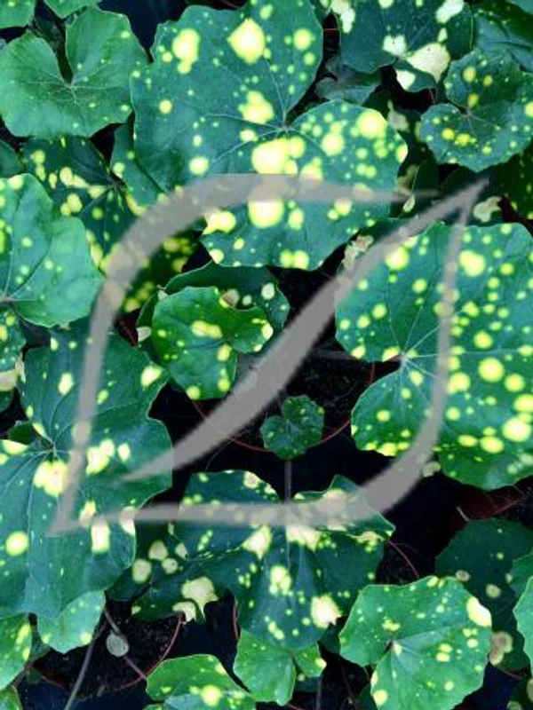 Farfugium japonicum 'Aureomaculata'