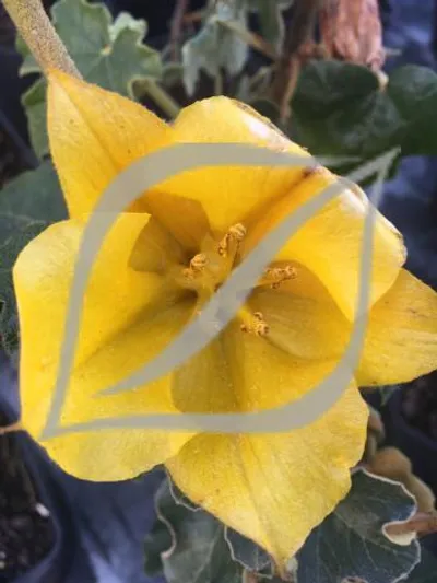Fremontodendron 'California Glory'