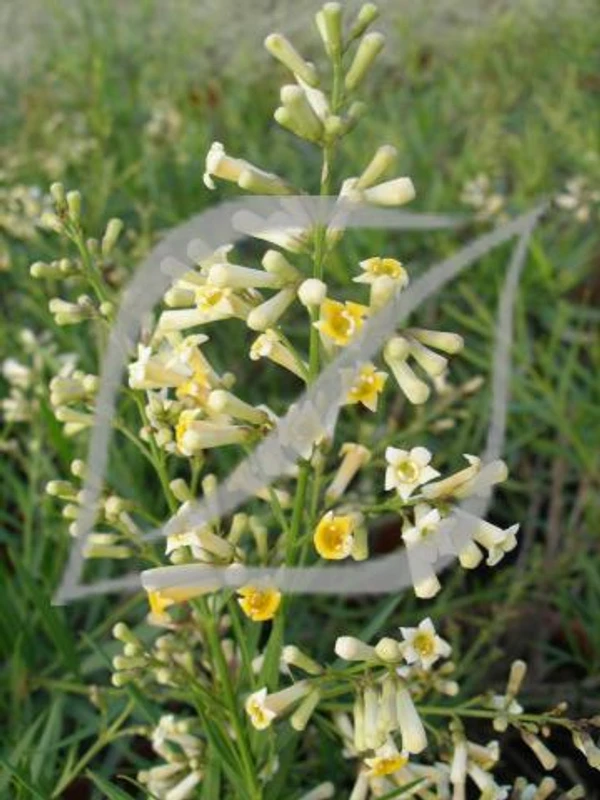 Freylinia lanceolata