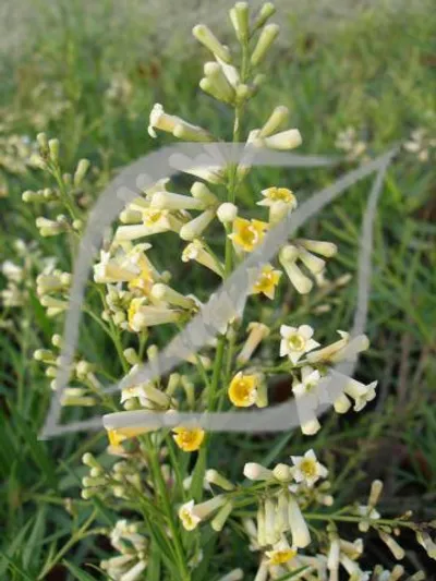 Freylinia lanceolata