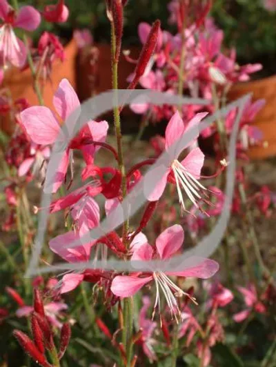 Gaura lindheimeri 'Siskiyou Pink'