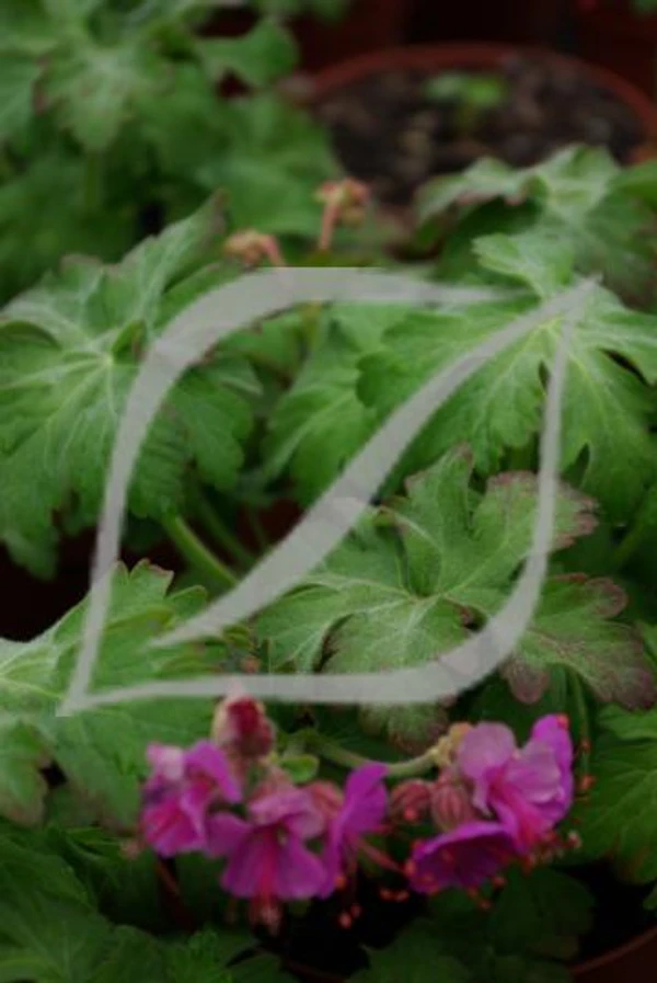Geranium macrorrhizum 'Bevan's Variety'