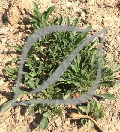 Globularia cordifolia