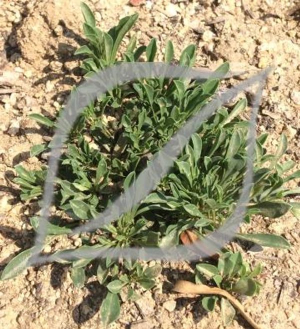 Globularia cordifolia