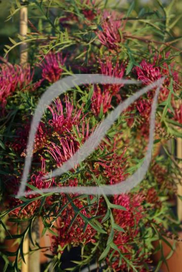Grevillea 'Bronze Rambler'