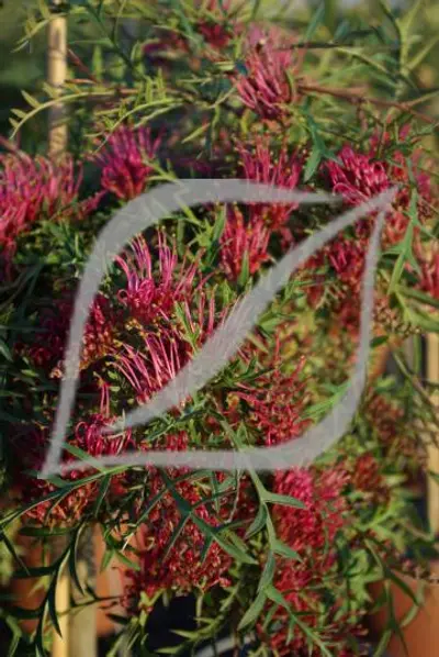Grevillea 'Bronze Rambler'