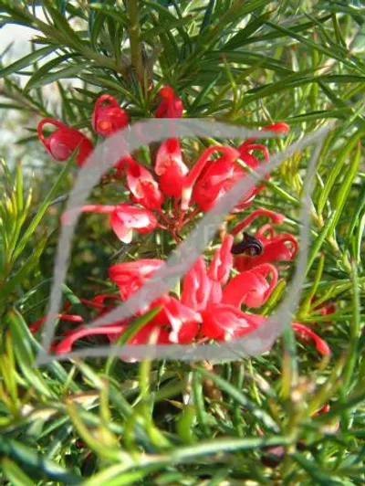 Grevillea 'Clearview David'
