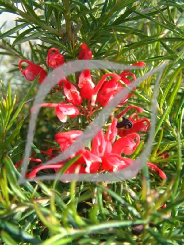 Grevillea 'Clearview David'