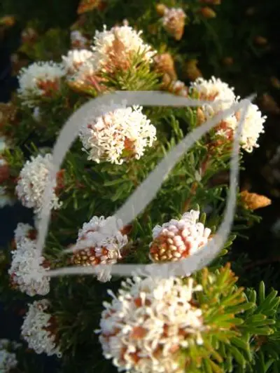 Grevillea crithmifolia
