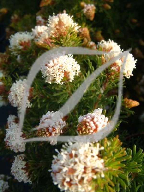 Grevillea crithmifolia