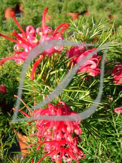 Grevillea juniperina