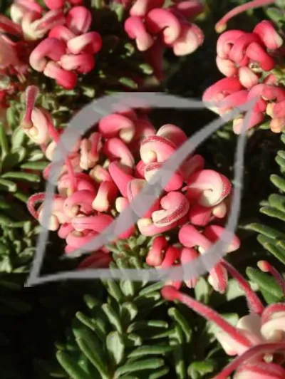Grevillea lanigera 'Mount Tamboritha'