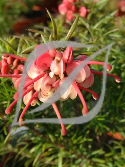 Grevillea rosmarinifolia 'Jenkinsii'
