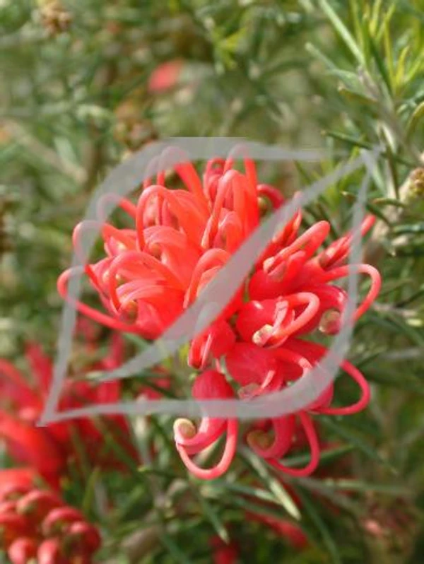 Grevillea rosmarinifolia