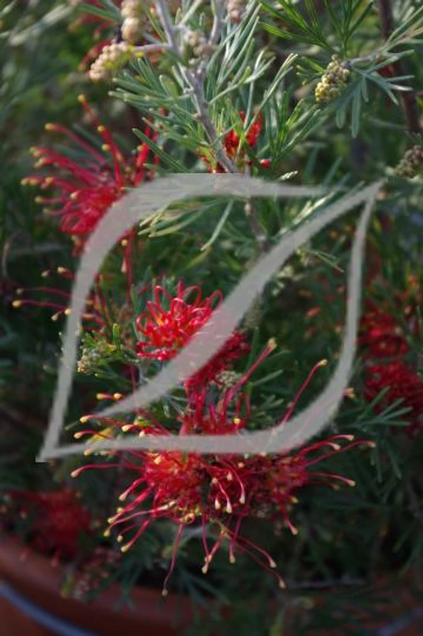 Grevillea 'Wimpara Gem'