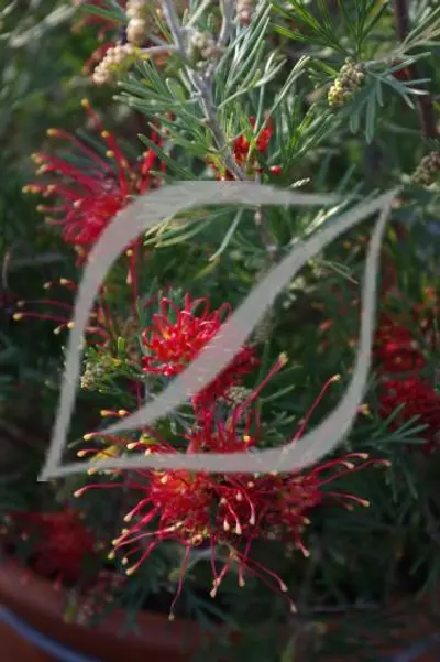 Grevillea 'Wimpara Gem'