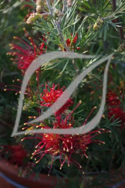 Grevillea 'Wimpara Gem'