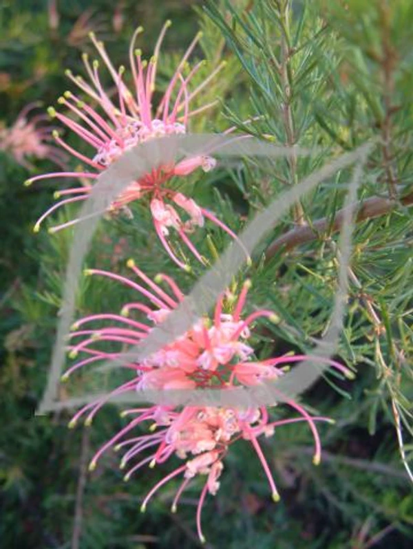 Grevillea x semperflorens